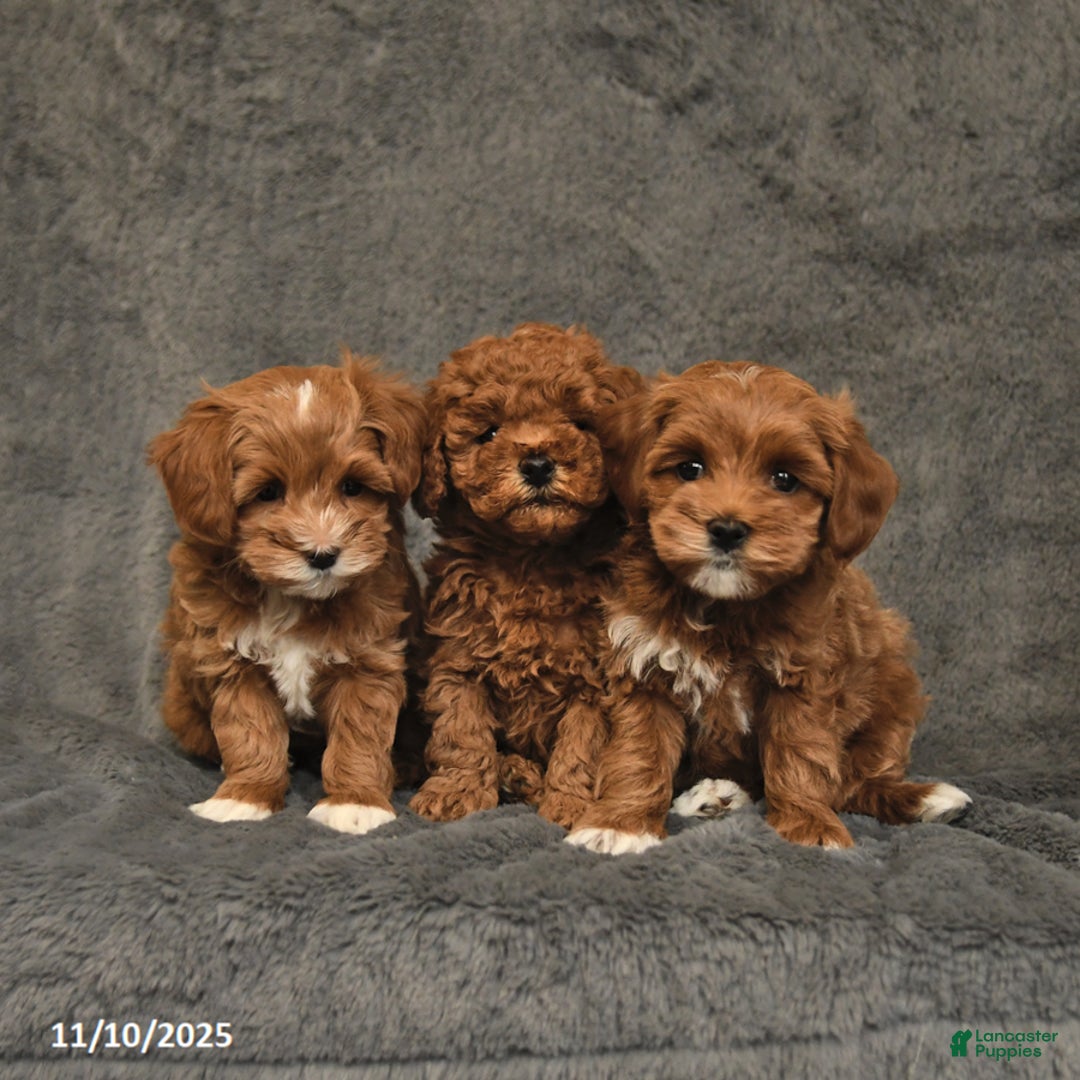 Maltipoo dogs for sale: Edgar - Ad 5