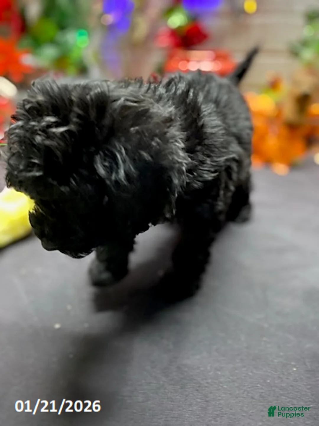 Cockapoo dogs for sale: Ace - Ad 23