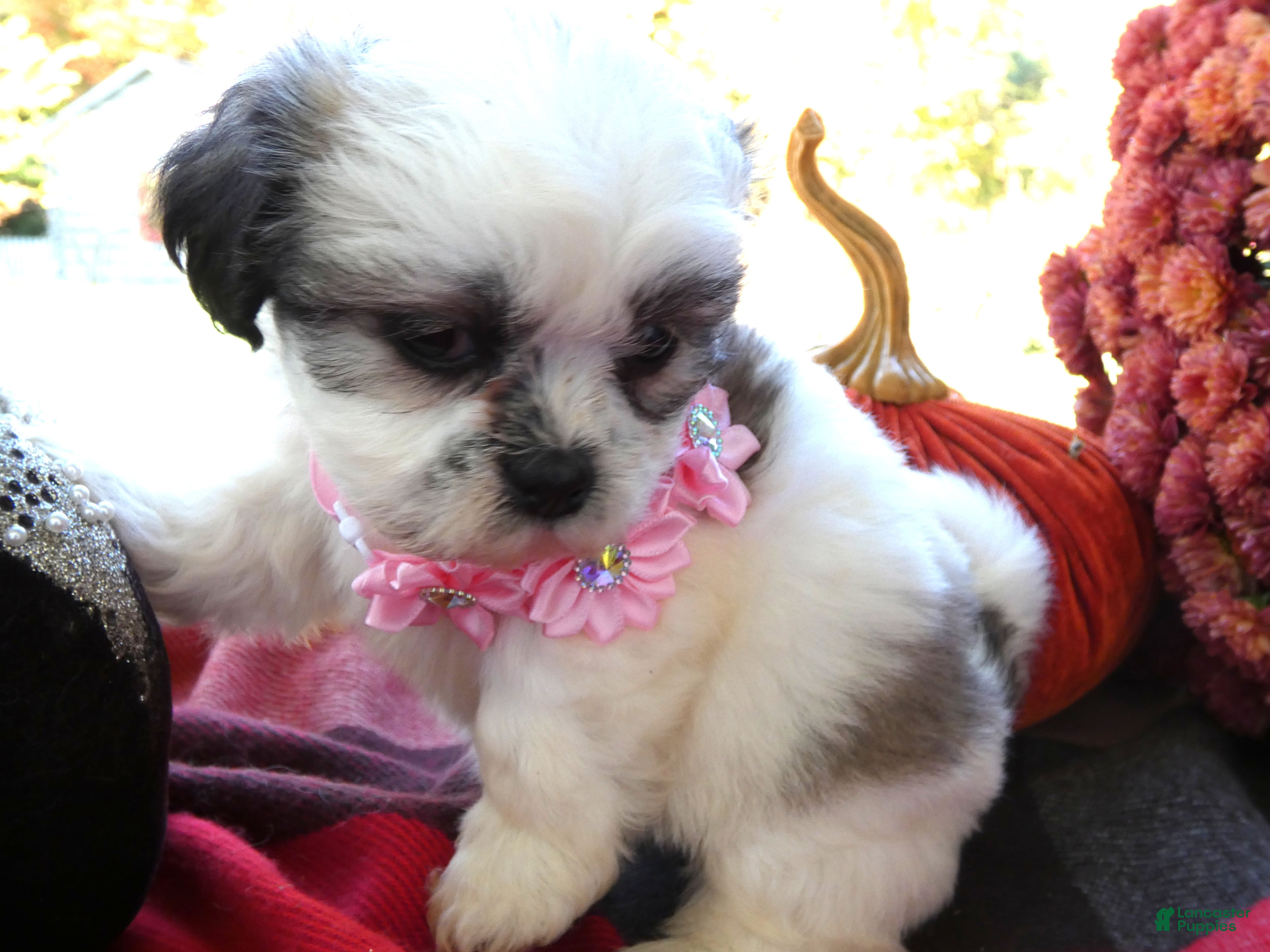 Shih Tzu dogs Shih Tzu 6 Pinky - Ad 24