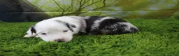 Miniature Australian Shepherd dogs for sale: George - Ad 4