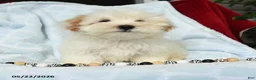 Maltipoo dogs for sale: Alvin - Ad 4