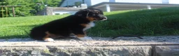 Australian Shepherd dogs for sale: Australian Shepherd Puppy 2 - Ad 7