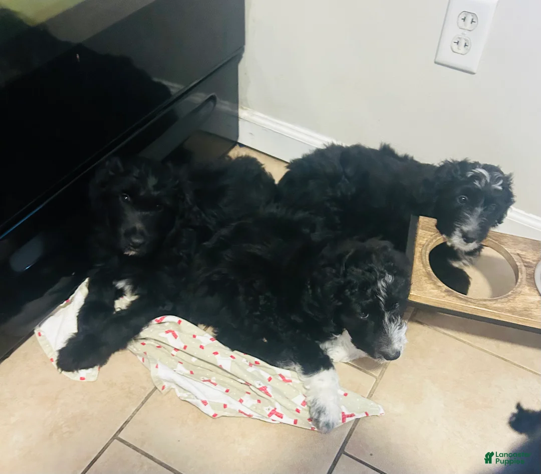 Aussiedoodle dogs for sale: Tiny - Ad 2