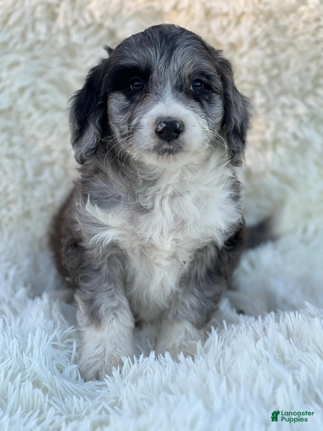 Mixed Breed dogs for sale: Blair - Ad 1