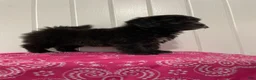 Maltipoo dogs for sale: Luna - Ad 2