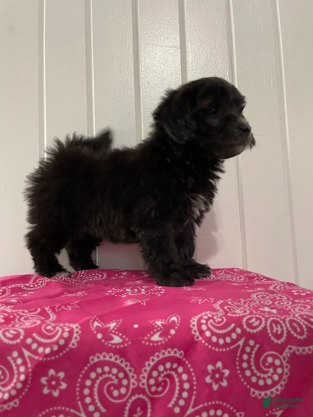 Maltipoo dogs for sale: Luna - Ad 2