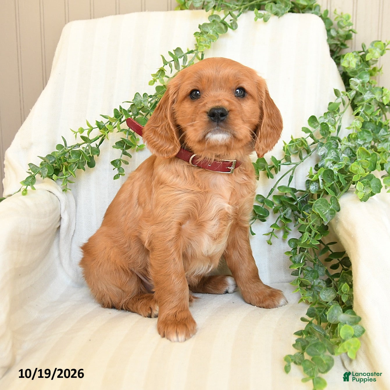 Miniature Golden Retriever dogs for sale: Mahlon - Ad 3