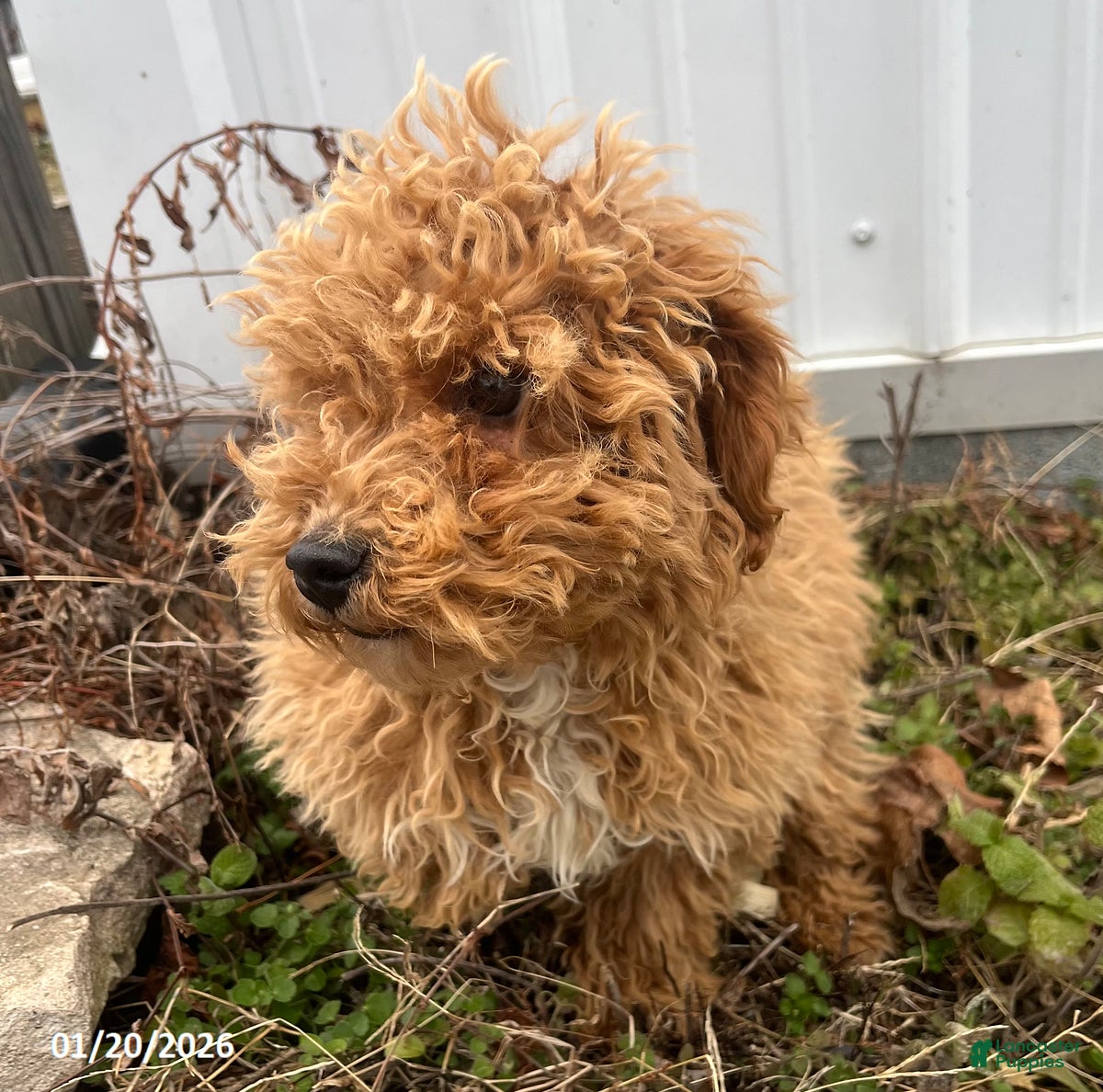 Bichpoo dogs Mason - Ad 2