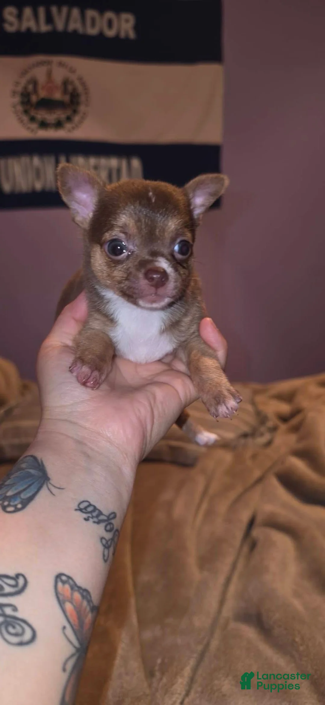Chihuahua dogs for sale: Chihuahua Puppy 1 - Ad 1