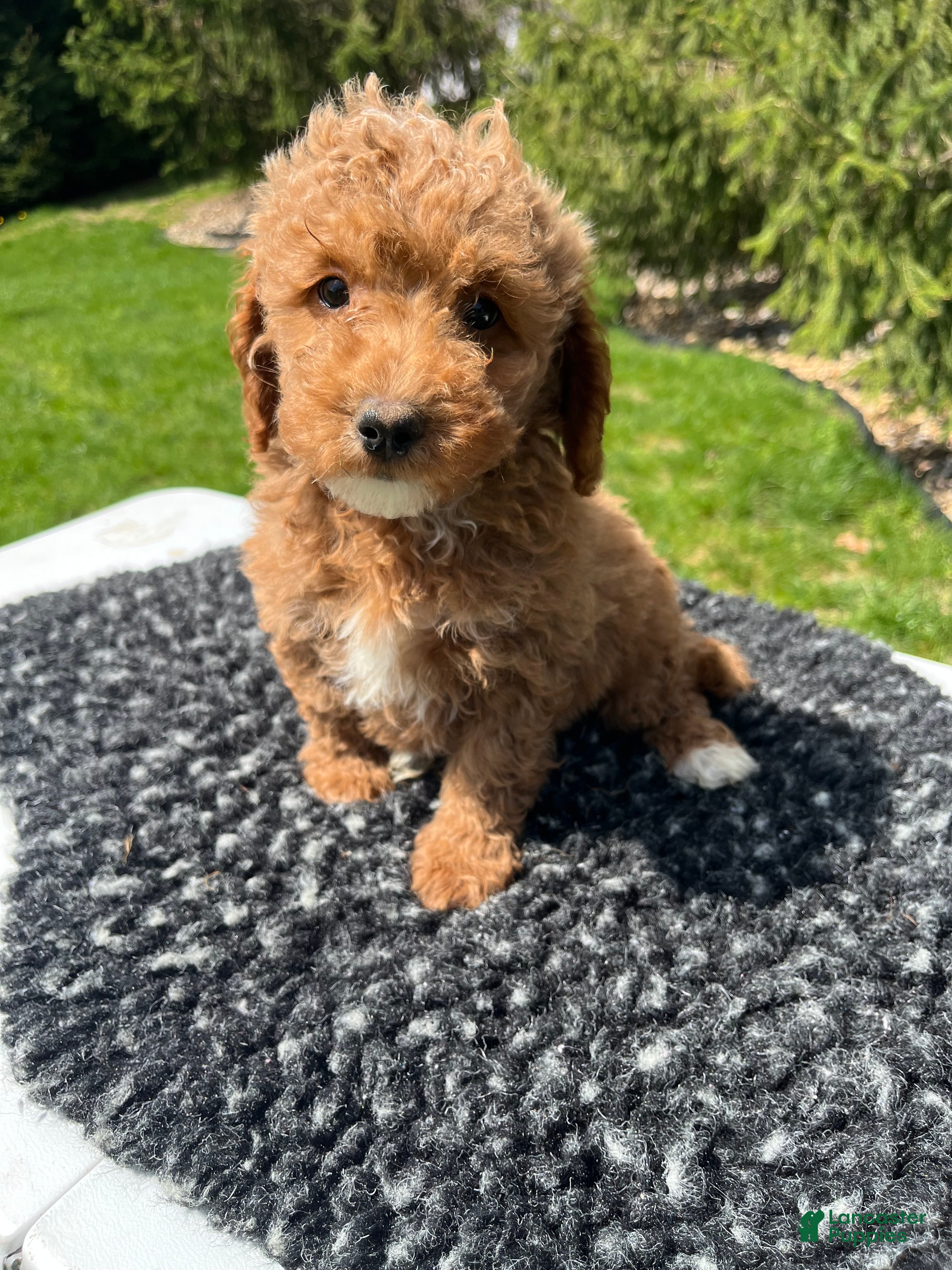 Mini Goldendoodle dogs Duke - Ad 1