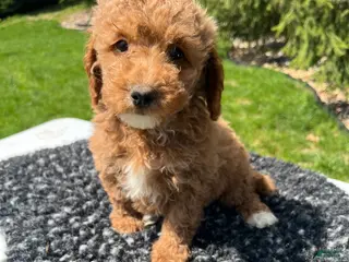 Mini Goldendoodle dogs for sale: Duke - Ad 1