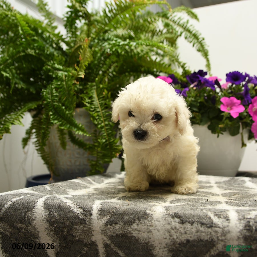 Bichon Frise dogs Buster - Ad 1