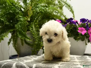 Bichon Frise dogs for sale: Buster - Ad 4