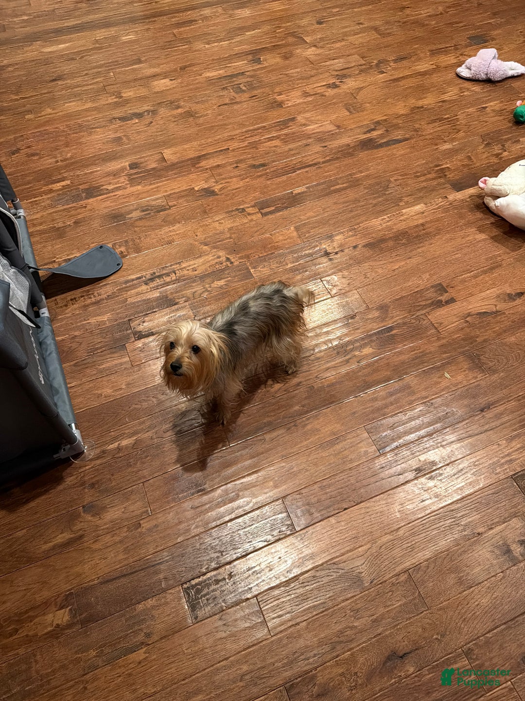 Silky Terrier dogs for sale: Silky Terrier Puppy 1 - Ad 6