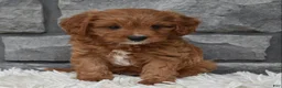 Cavapoo dogs for sale: Rocky  - Ad 5