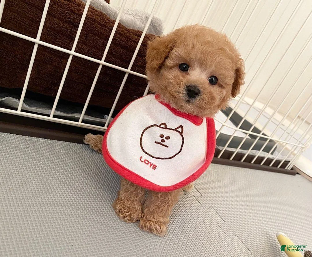 Toy Poodle dogs for sale: Kristy  - Ad 1