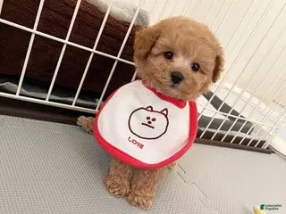 Toy Poodle dogs Kristy - Ad 14