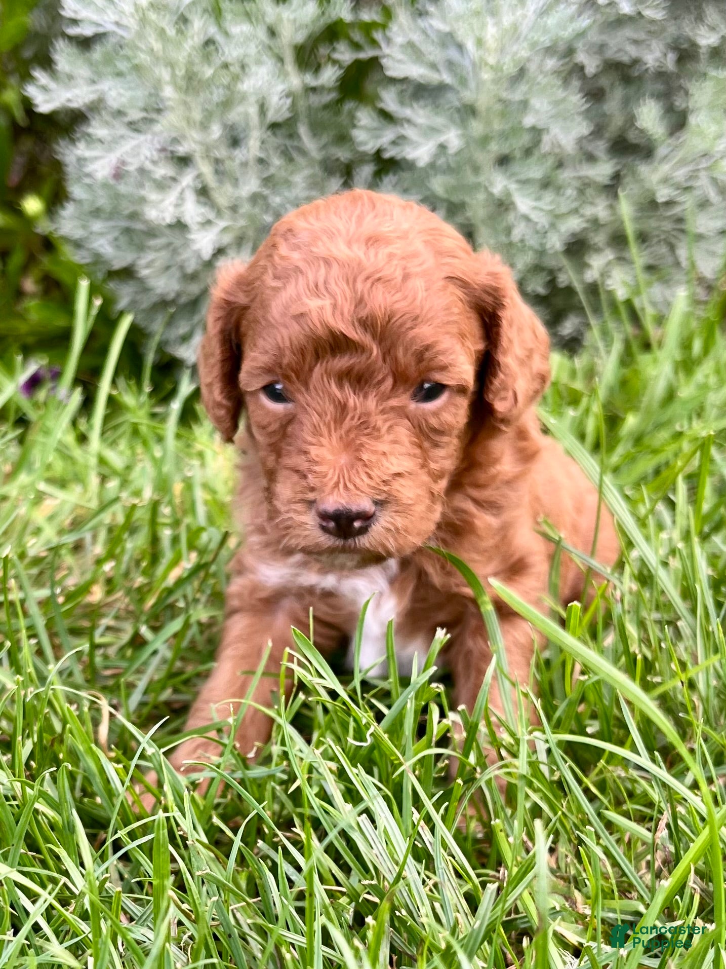 Miniature Poodle dogs Espresso - Ad 1