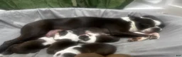 Boston Terrier dogs for sale: Boston Terrier Puppy 2 - Ad 4