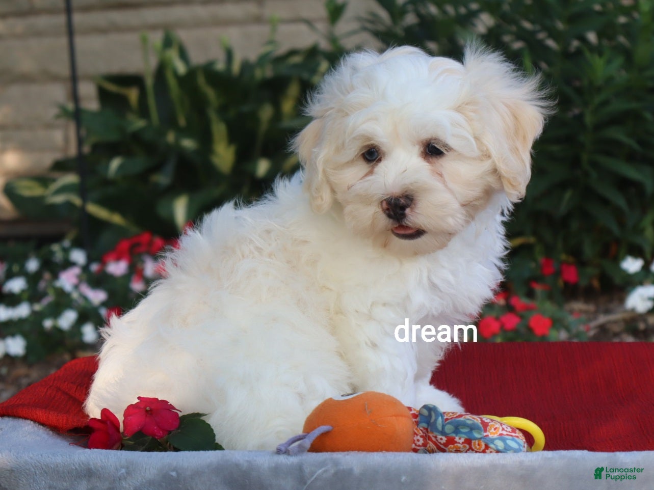 Shihpoo dogs Quinn - Ad 2