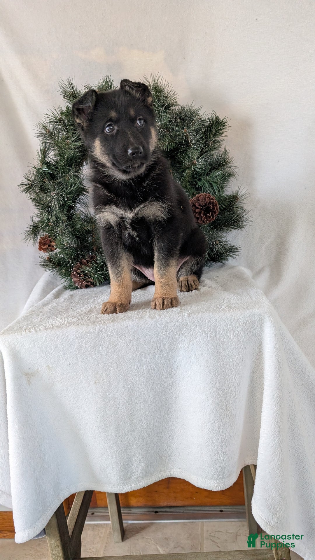 German Shepherd dogs for sale: Gail  - Ad 3