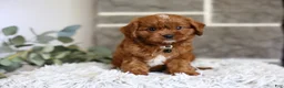 Cavapoo dogs for sale: Elliot - Ad 11