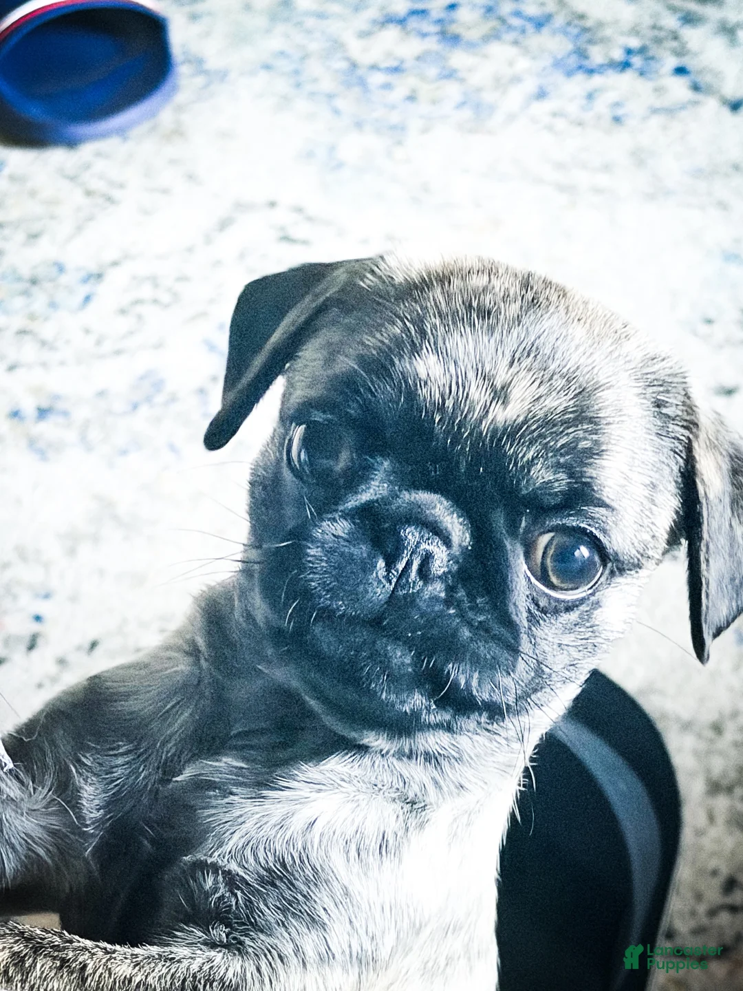 Pug dogs for sale: Brindle pug - Ad 2