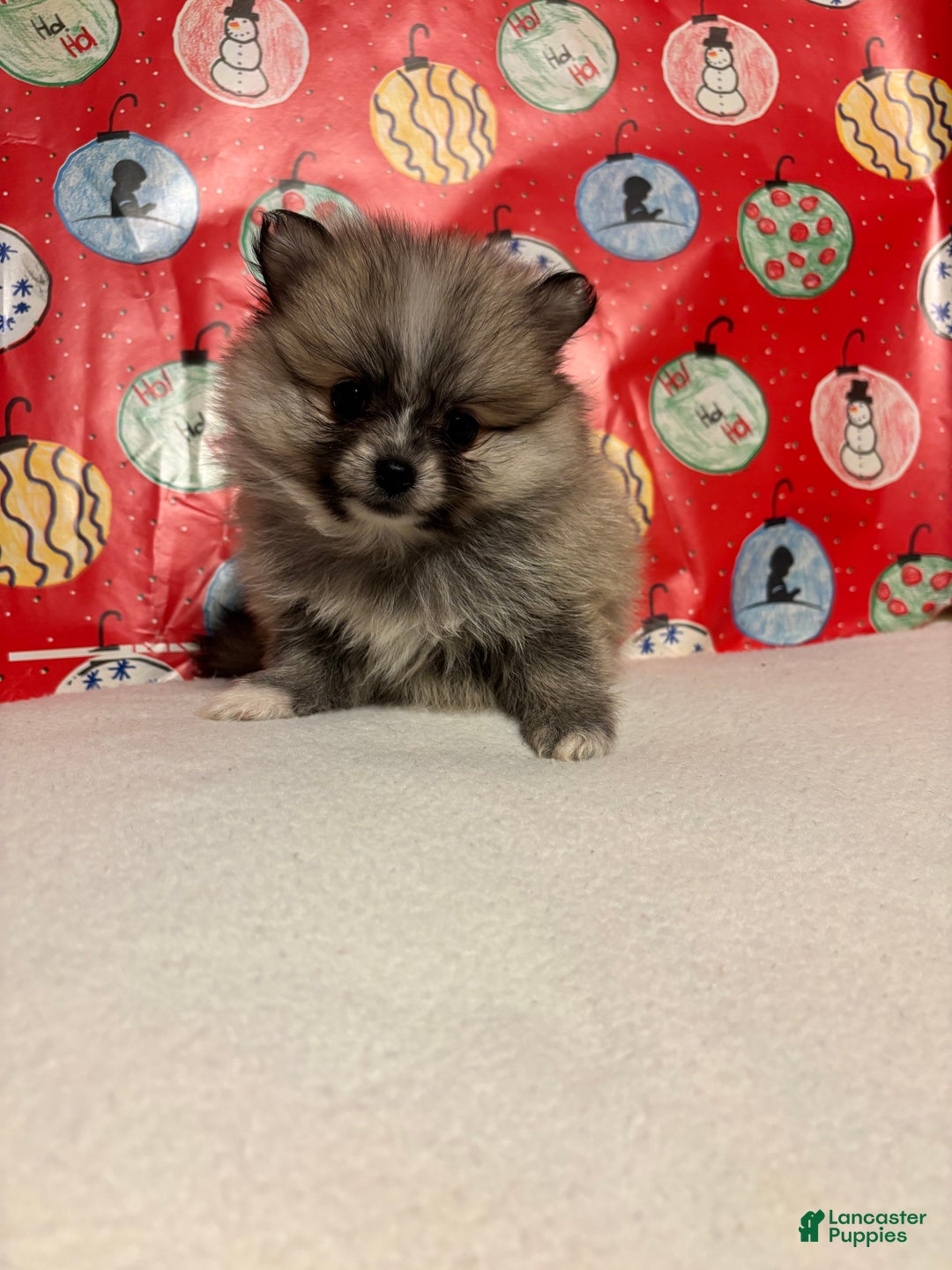 Pomeranian dogs for sale: Pomeranian Puppy 4 - Ad 2