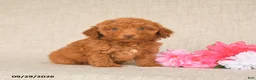 Toy Poodle dogs for sale: Teddy - Ad 2