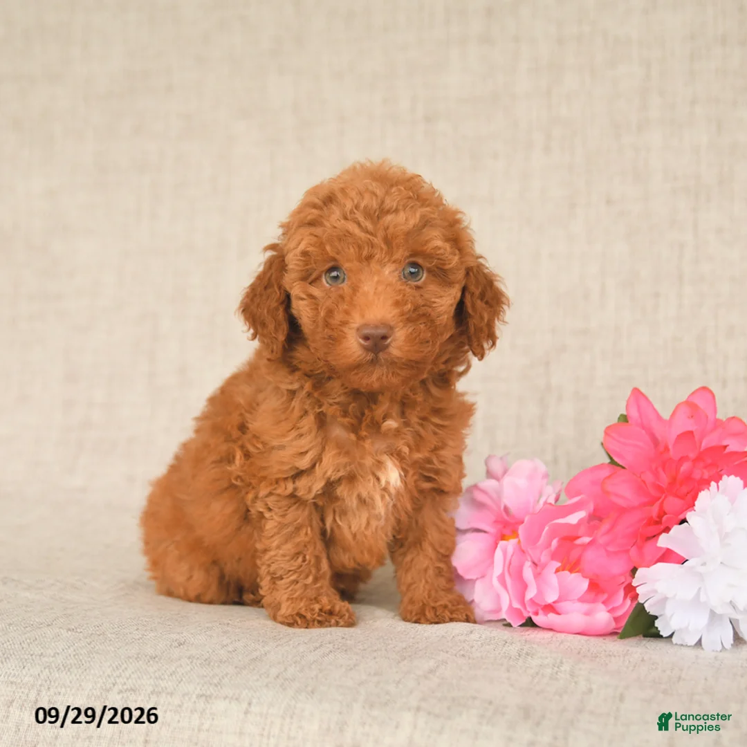 Toy Poodle dogs for sale: Teddy - Ad 2