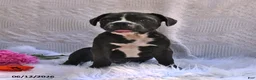 Frenchton dogs for sale: Rover - Ad 1