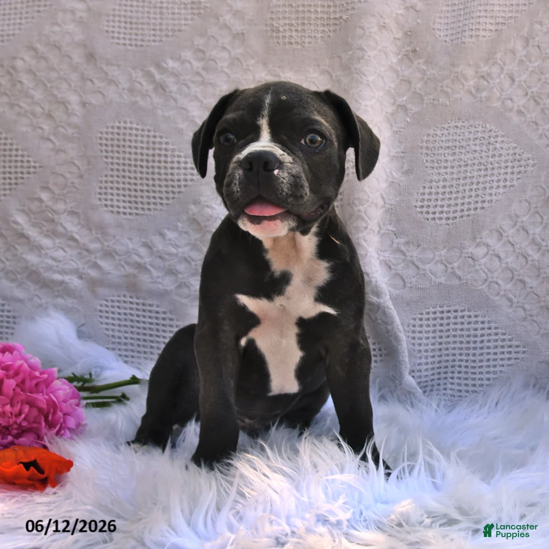 Frenchton dogs for sale: Rover - Ad 1