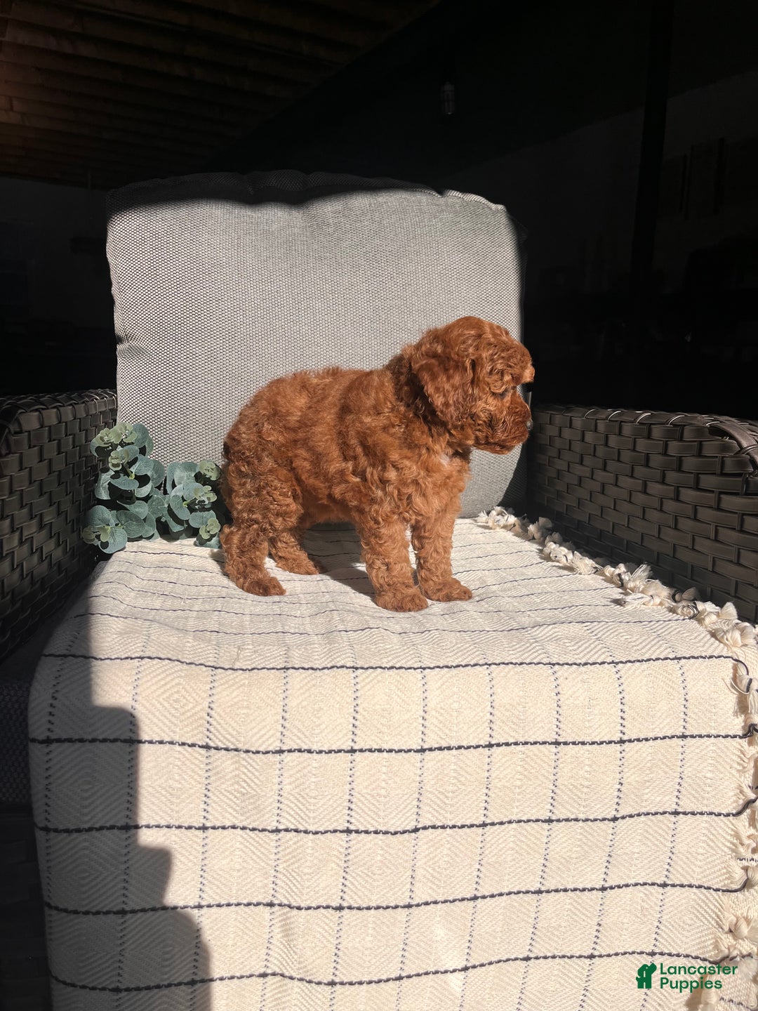 Miniature Poodle dogs for sale: Sweet Anna ❤️🐾Akc Genetic Tested Parents❤️🐾Call 717-529-1907 - Ad 5
