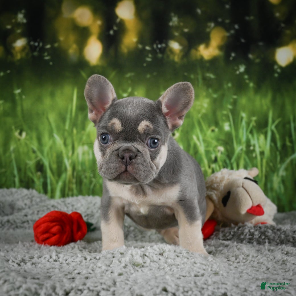 French Bulldog dogs Mercy - Ad 2