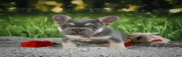 French Bulldog dogs for sale: Mercy - Ad 2