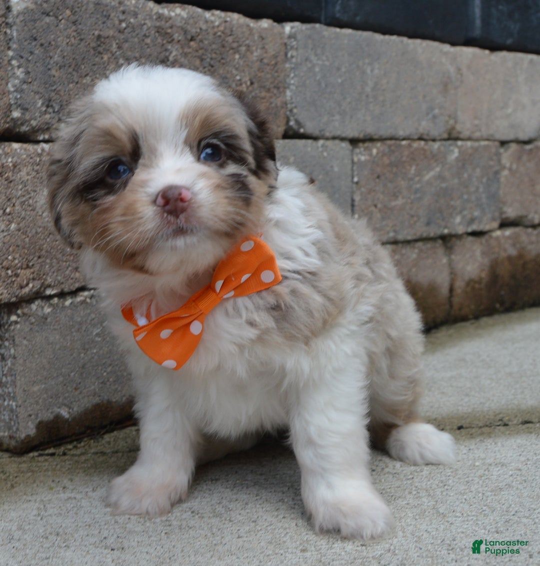 Mini Aussiedoodle dogs for sale: Toy Axel - Ad 10
