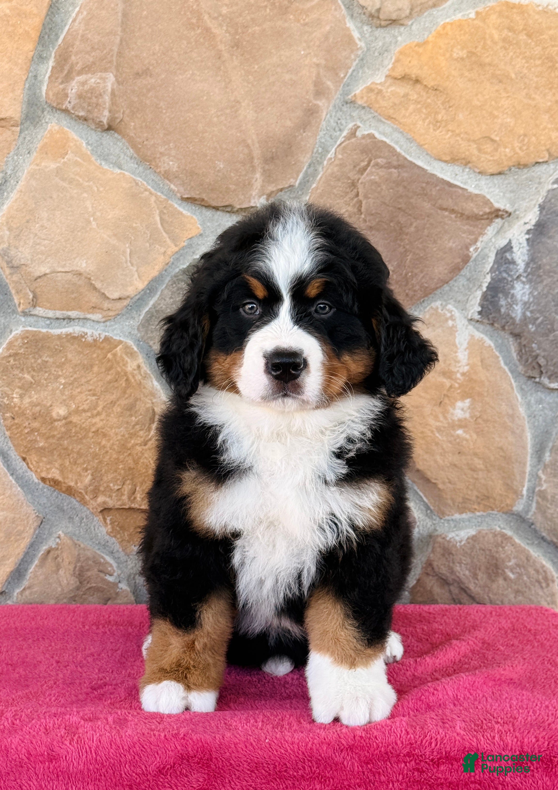 Bernese Mountain Dog dogs Ranger - Ad 2