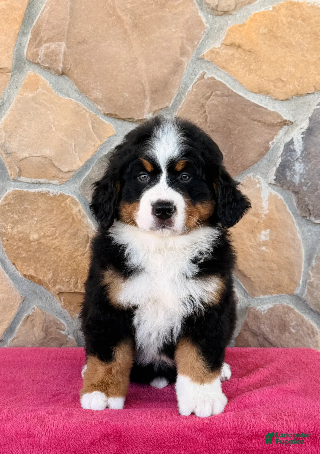Bernese Mountain Dog dogs for sale: Ranger - Ad 2