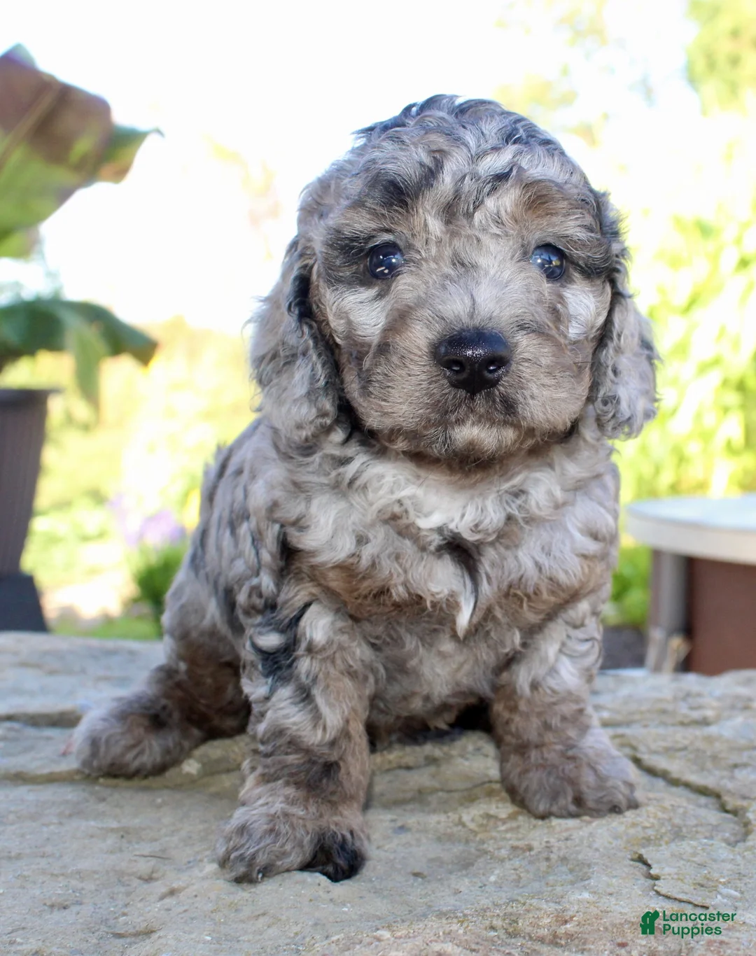 Cavapoo dogs for sale: Mikey - Ad 2