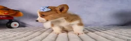Welsh Corgi Pembroke dogs for sale: Barry🐾 - Ad 20