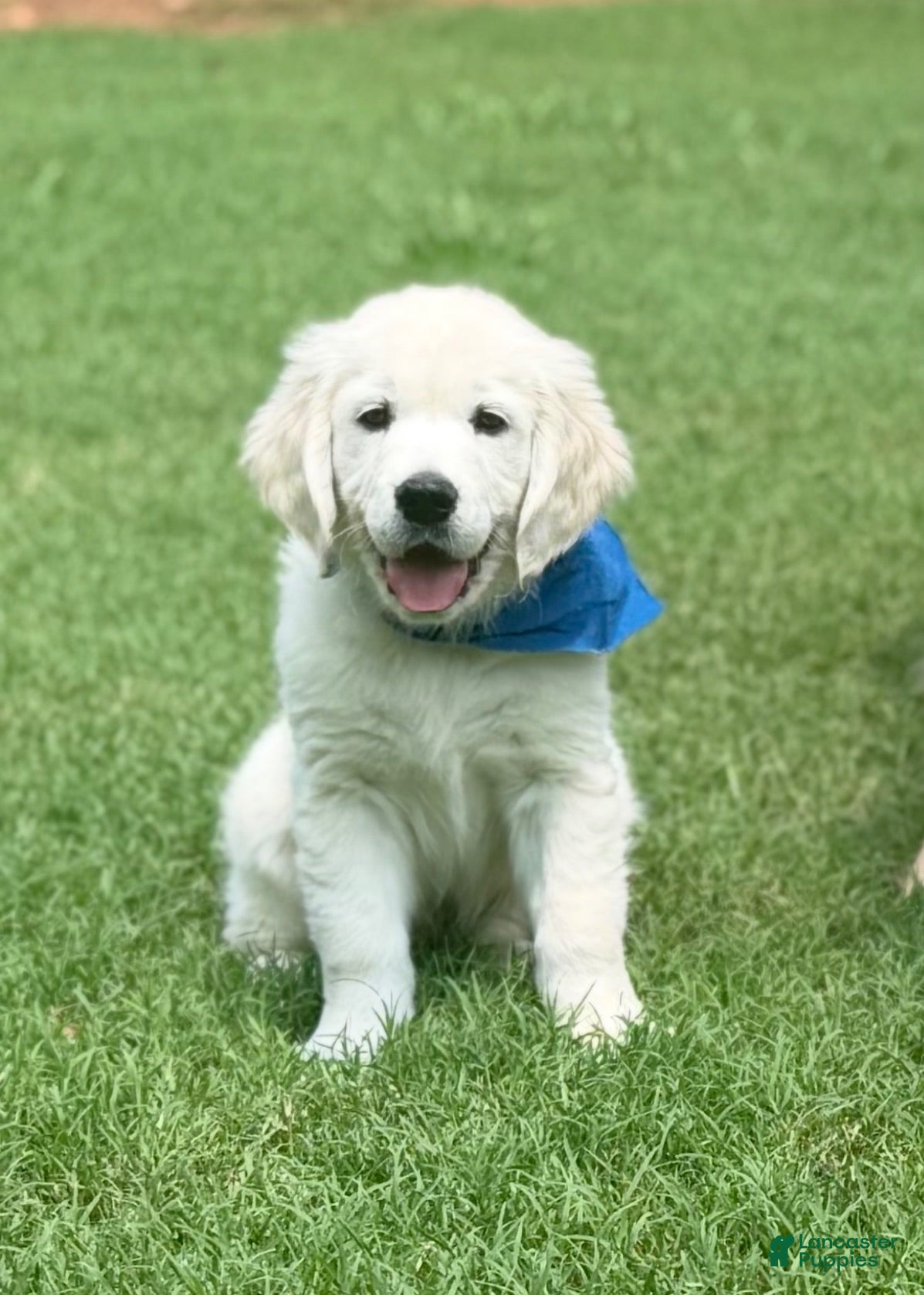 Golden Retriever dogs Golden Retriever 3 - Ad 1