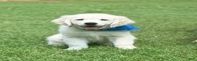 Golden Retriever 3