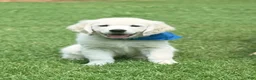 Golden Retriever dogs for sale: Golden Retriever 3 - Ad 1