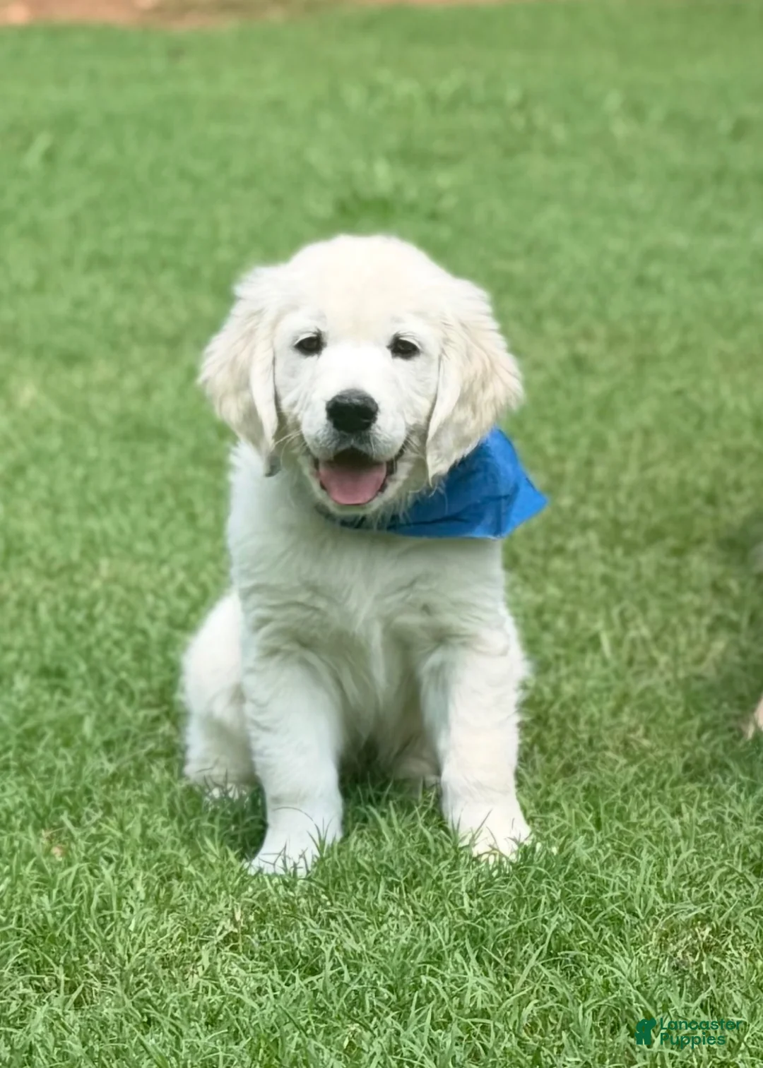 Golden Retriever dogs for sale: Golden Retriever 3 - Ad 1