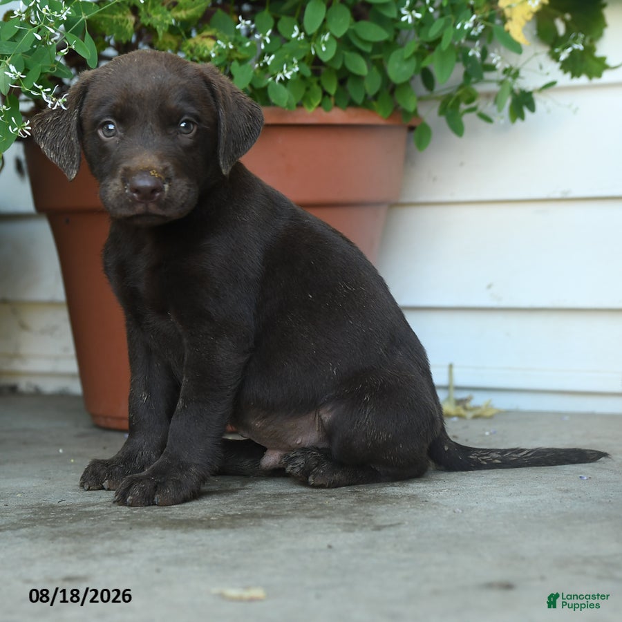 Labrador Retriever dogs Pesley - Ad 2