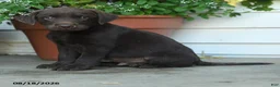 Labrador Retriever dogs for sale: Pesley - Ad 2