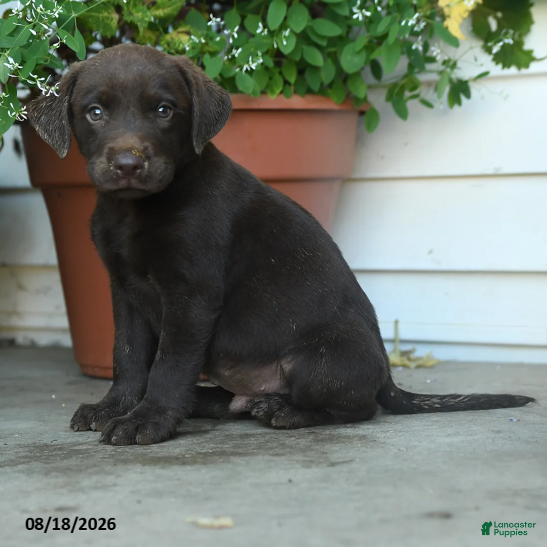 Labrador Retriever dogs for sale: Pesley - Ad 2