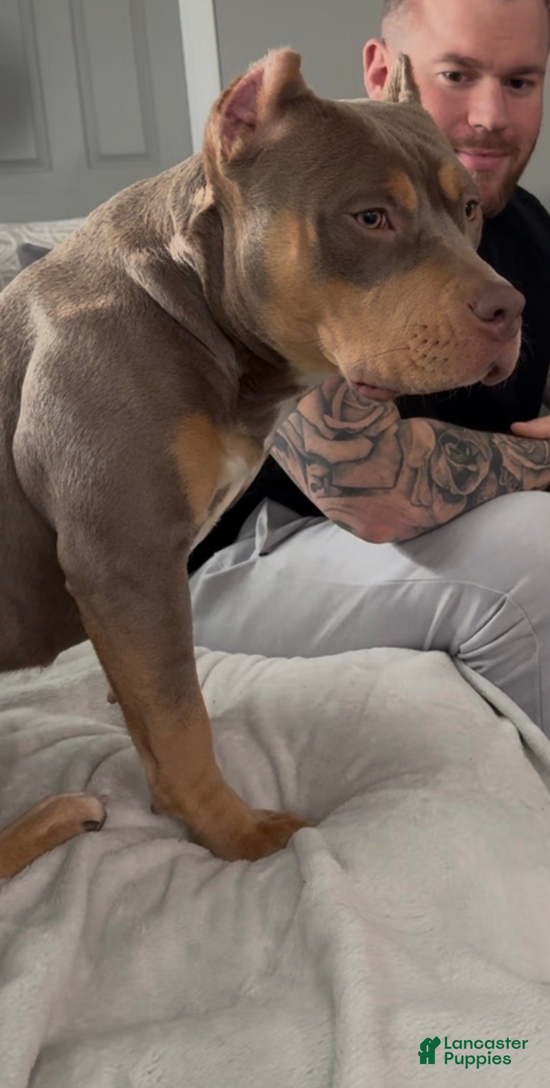 American Bully dogs for sale: American Bully Puppy 2 - Ad 3