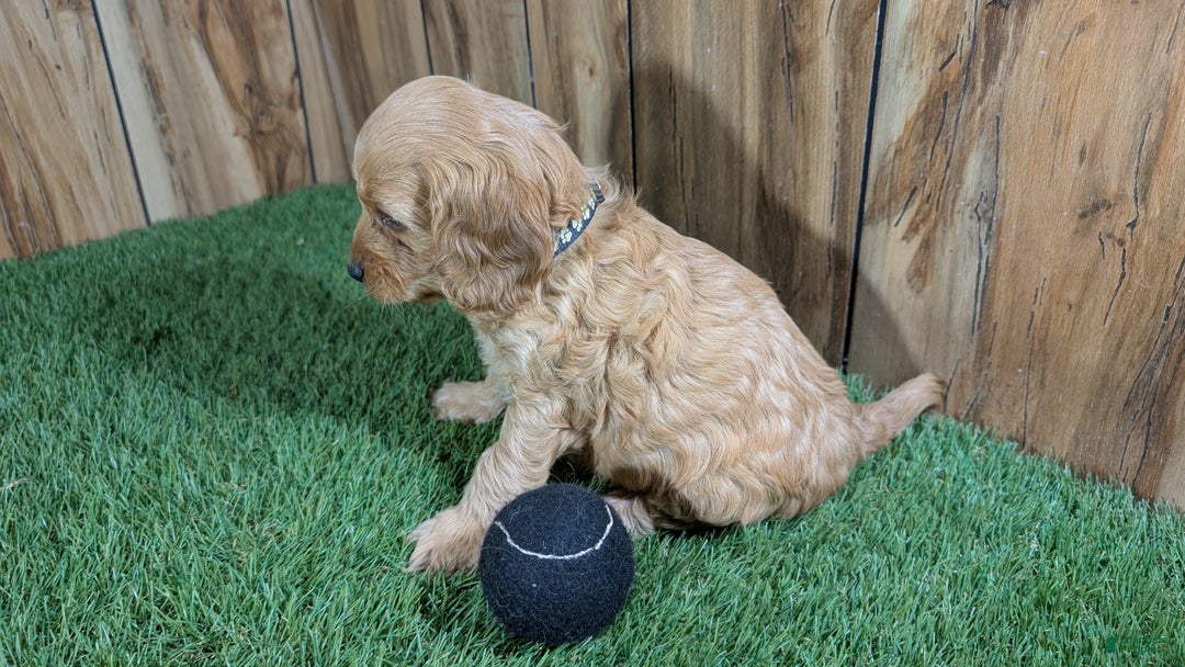 Cavapoo dogs for sale: Milly Boy 2 - Ad 4