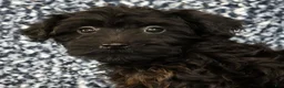 Yorkiepoo dogs for sale: Zara - Ad 9